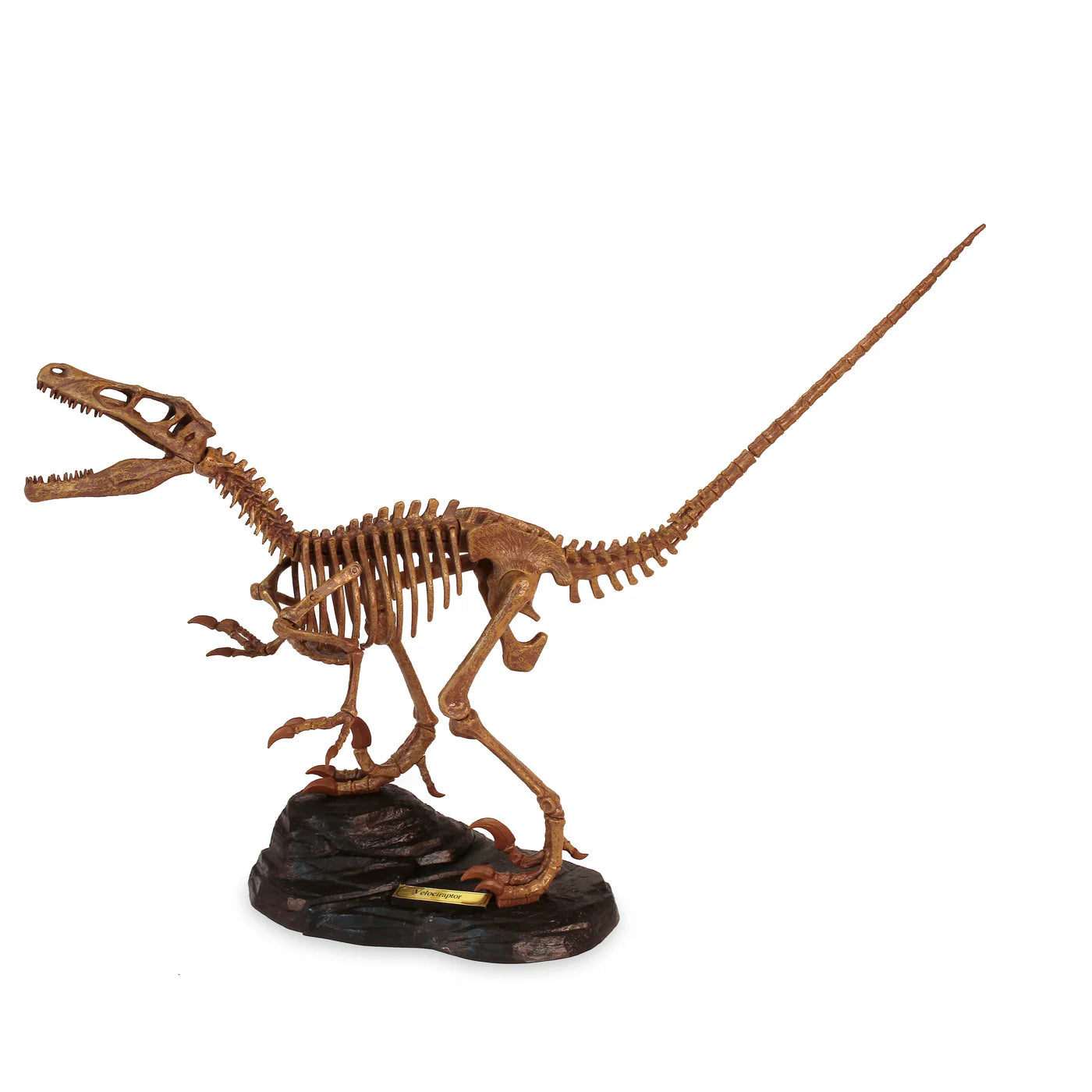 Paleo Expedition Velociraptor Replica Skeleton Kit