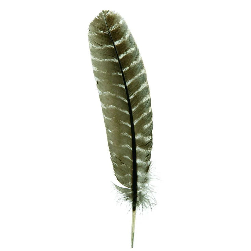 Barred Turkey Quills - Left Wing - 8-12 Inches - Natural