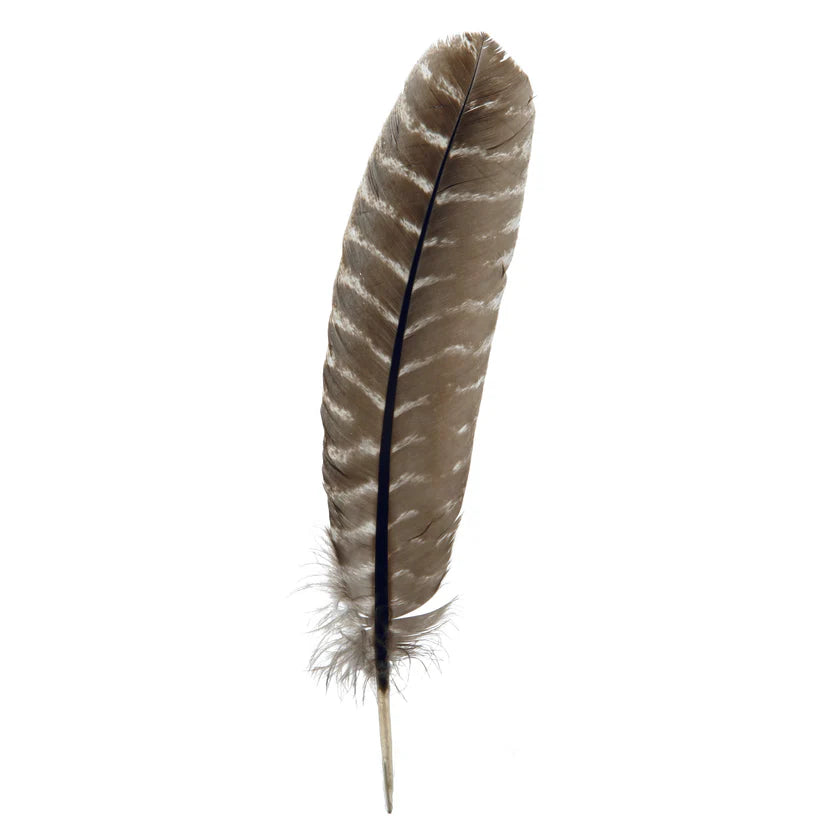 Barred Turkey Quills - Right Wing - 8-12 inches - Natural