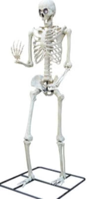 10" Standing Titan Skeleton with Multicolor Lights