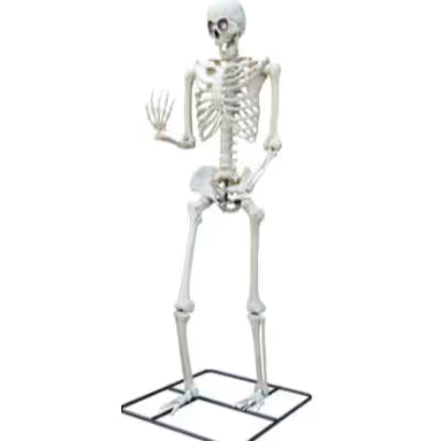 10" Standing Titan Skeleton with Multicolor Lights