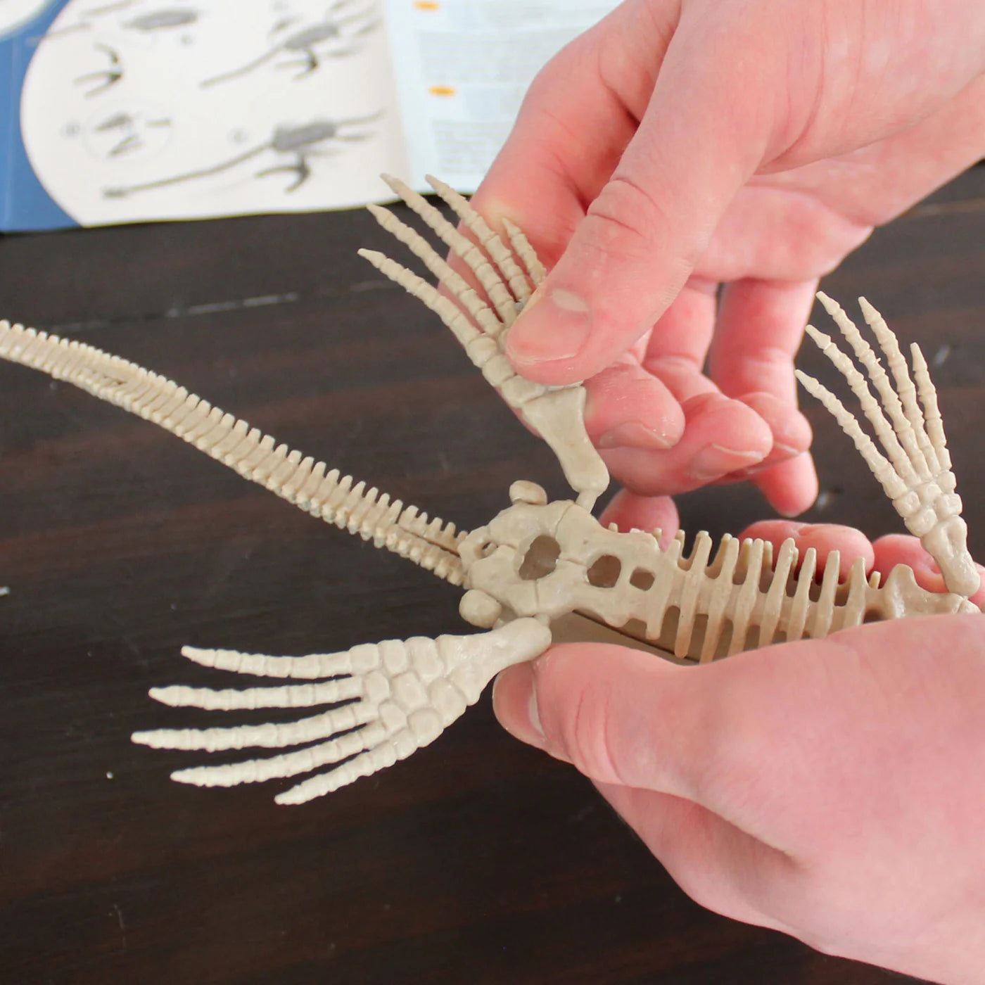 Sea Monster Dig Elasmosaurus Excavation Kit