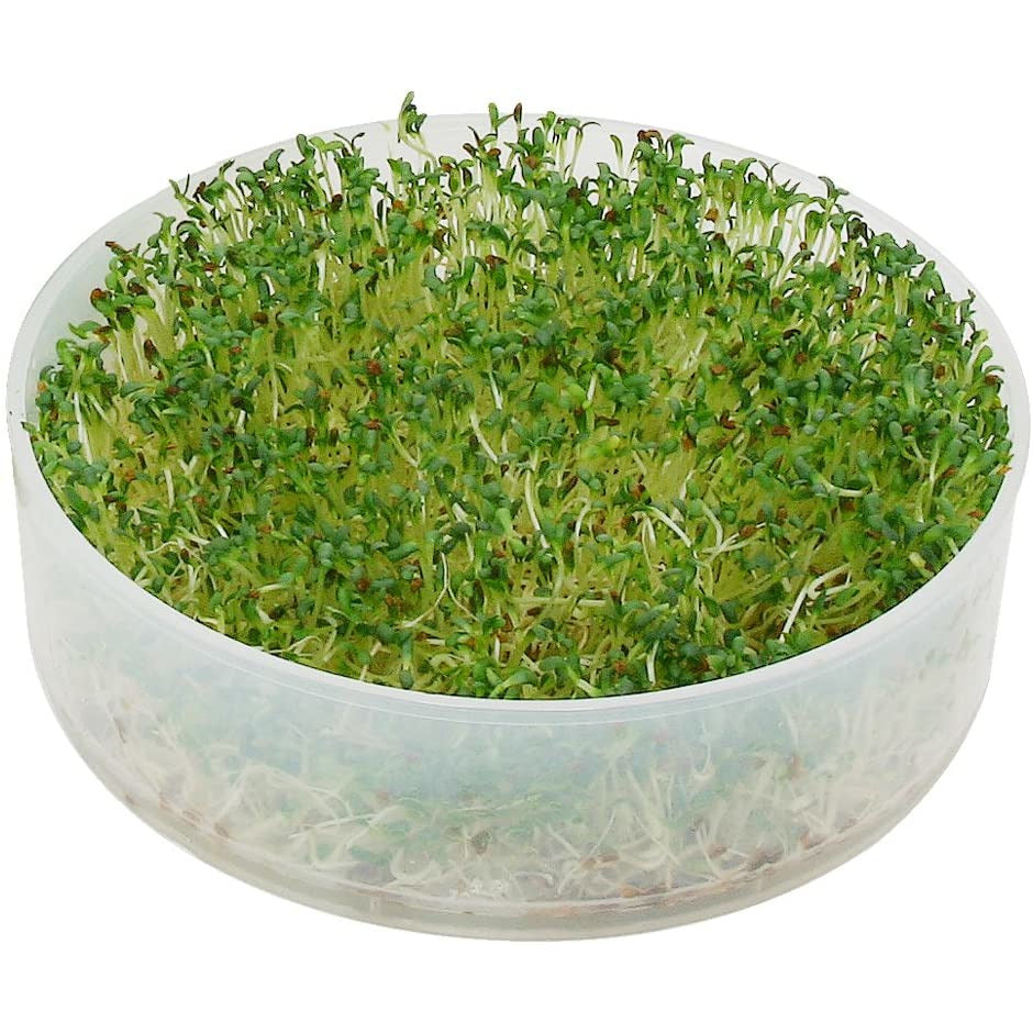 Crop 4 Kitchen Sprouter