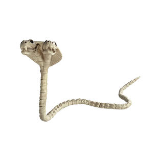TWO HEADED COBRA SKELETON 41"