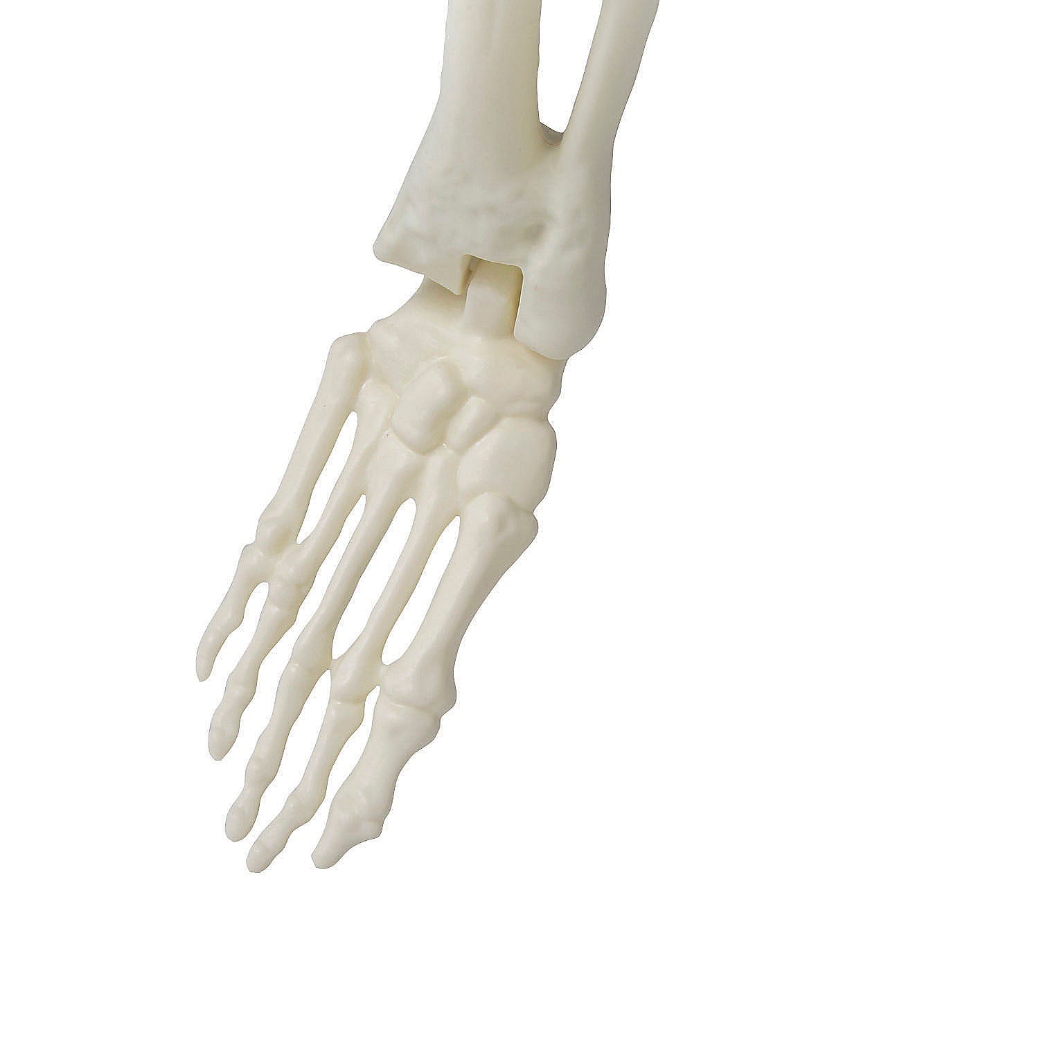 5 Ft. 4" Standing Monster Skeleton