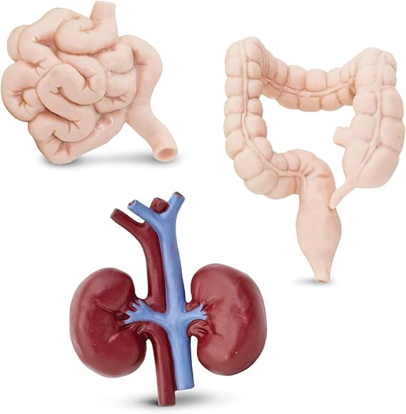 Human Organs