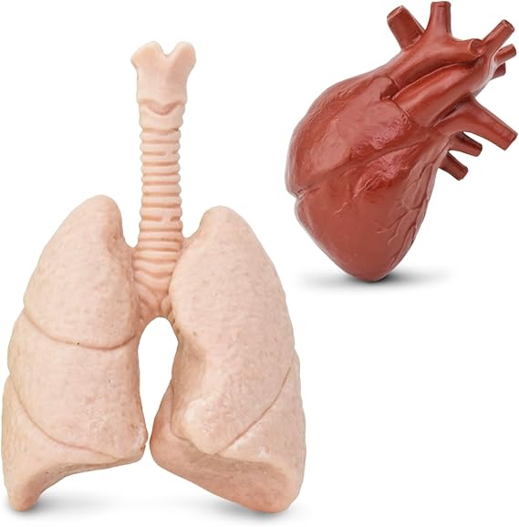 Human Organs