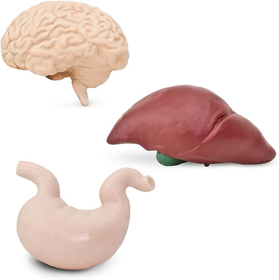 Human Organs