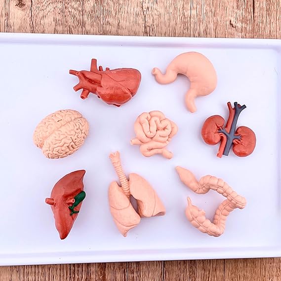 Human Organs