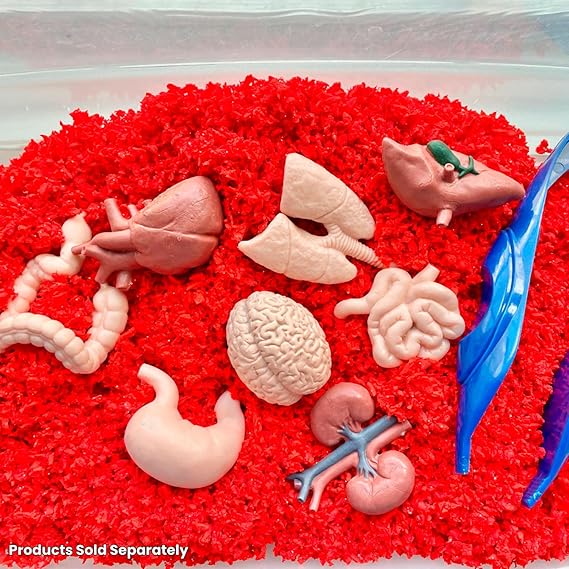 Human Organs