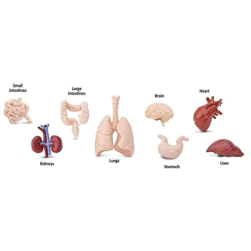 Human Organs