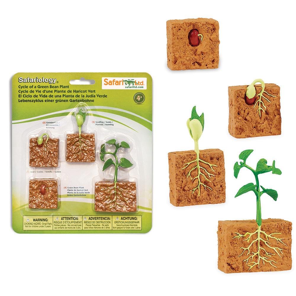Life Cycle of a Green Bean Plant