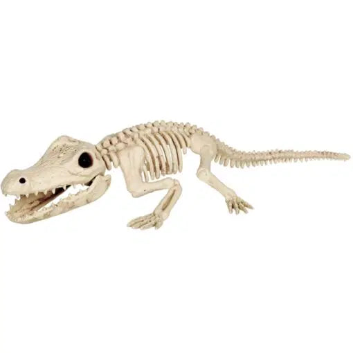 Crocodile Skeleton 34.5"