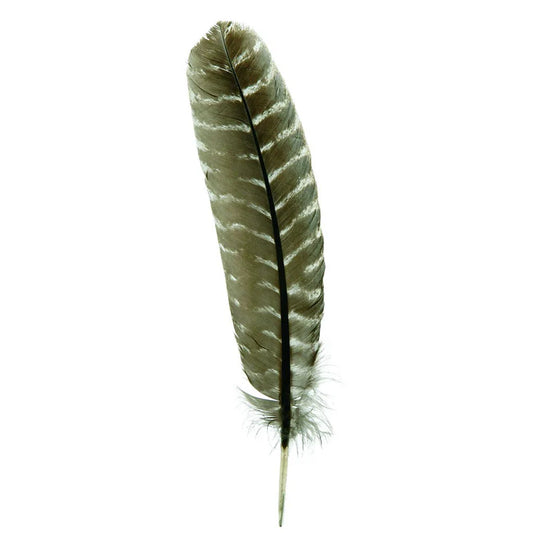 Barred Turkey Quills - Left Wing - 8-12 Inches  - Natural