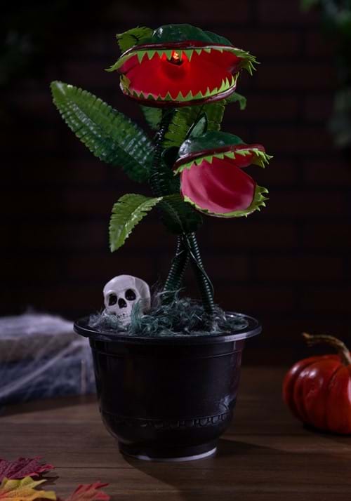 15¨ Dancing Flytraps