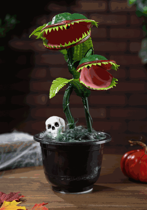 15¨ Dancing Flytraps