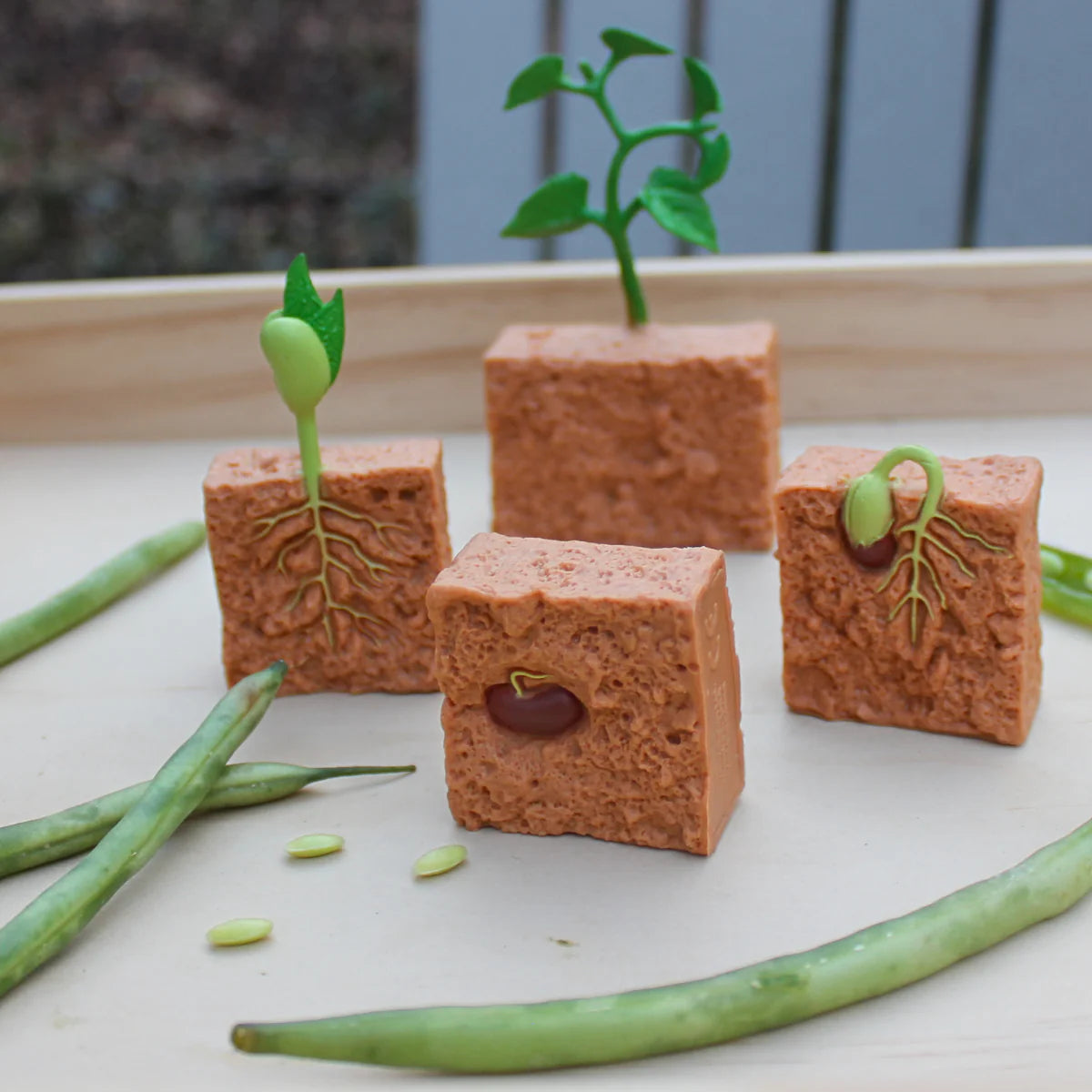 Life Cycle of a Green Bean Plant