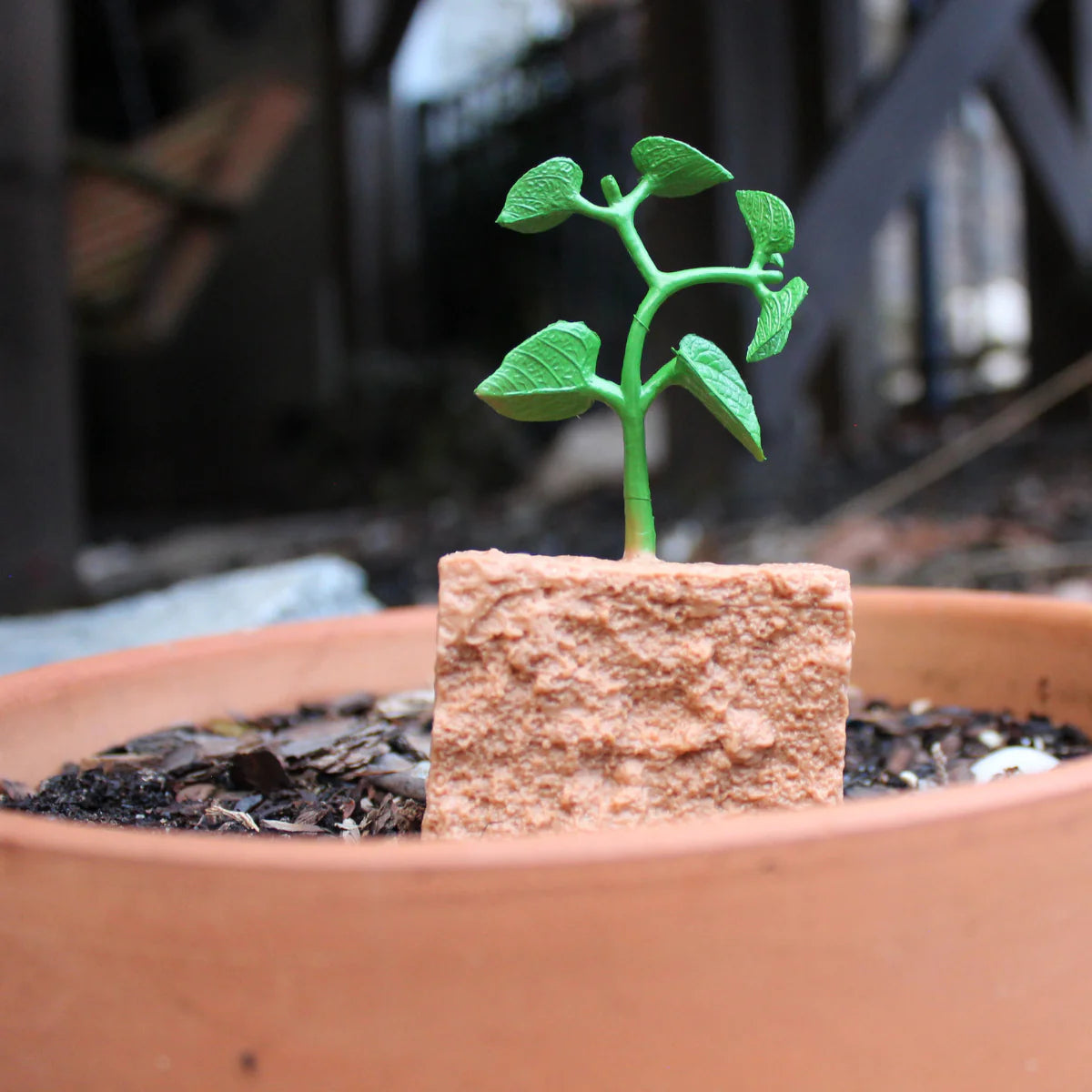 Life Cycle of a Green Bean Plant