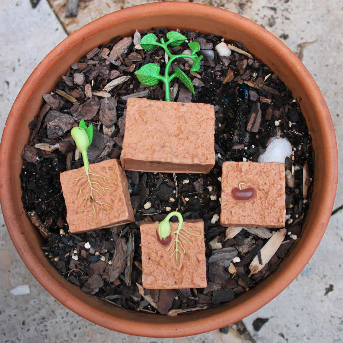 Life Cycle of a Green Bean Plant