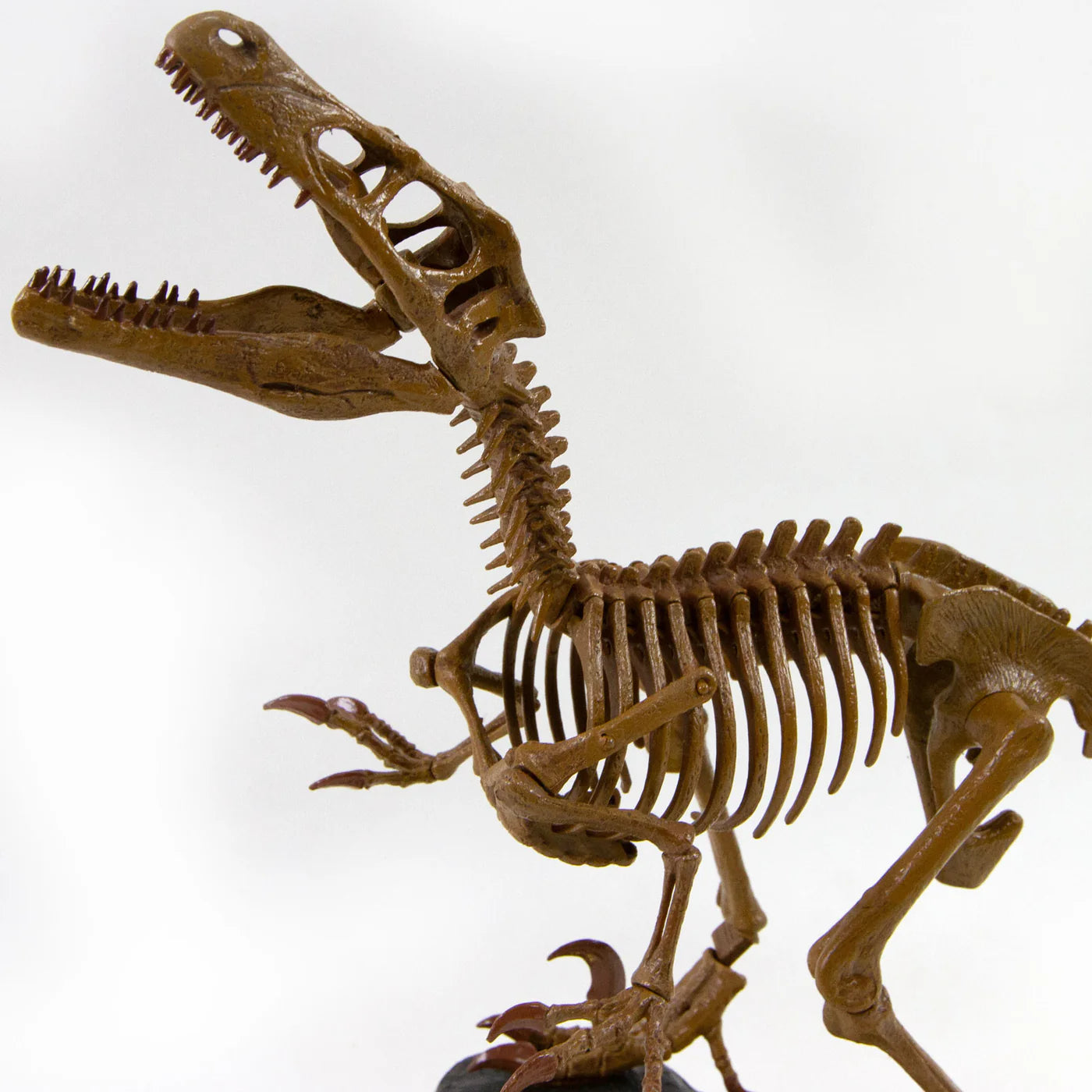Paleo Expedition Velociraptor Replica Skeleton Kit