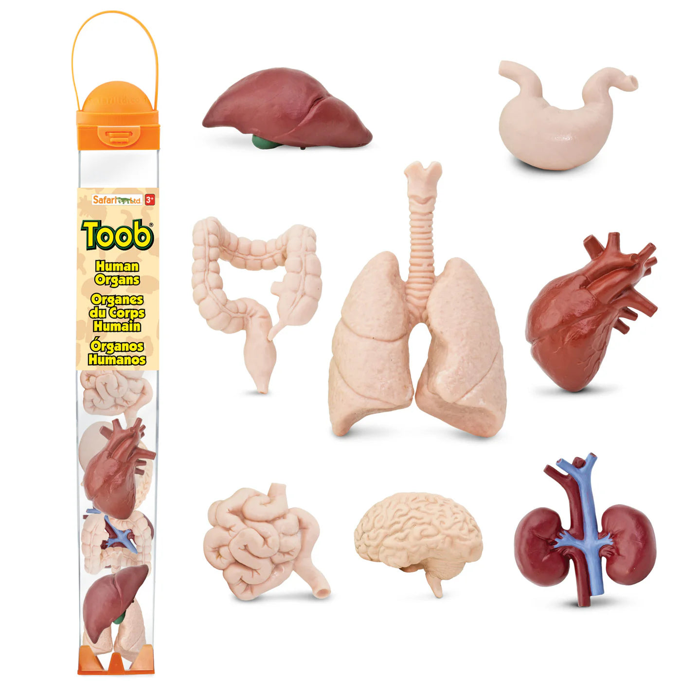 Human Organs
