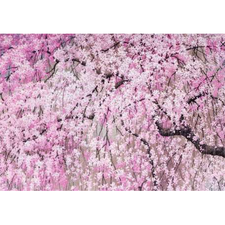 Note card Cherry blossoms