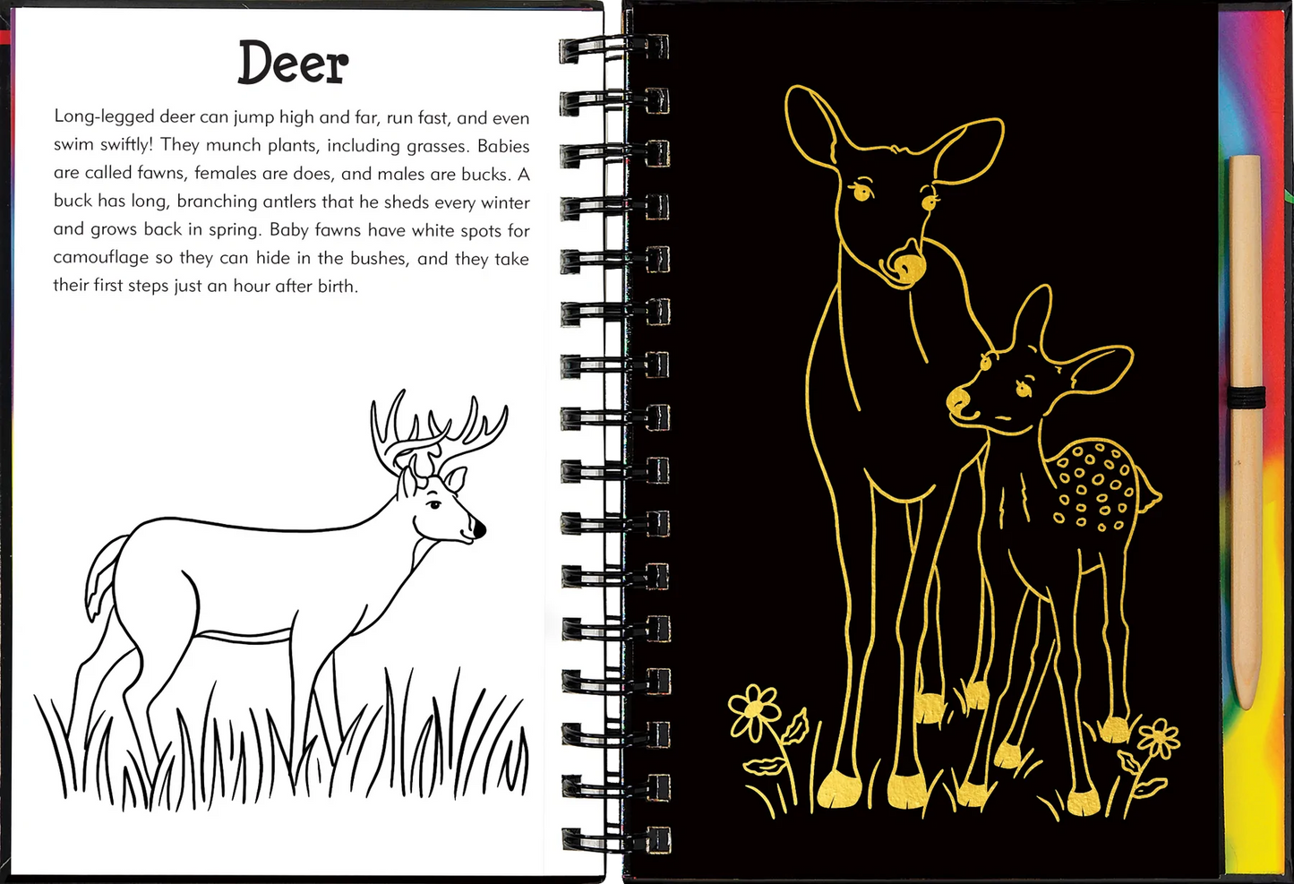 Forest Friends Scratch and Sketch