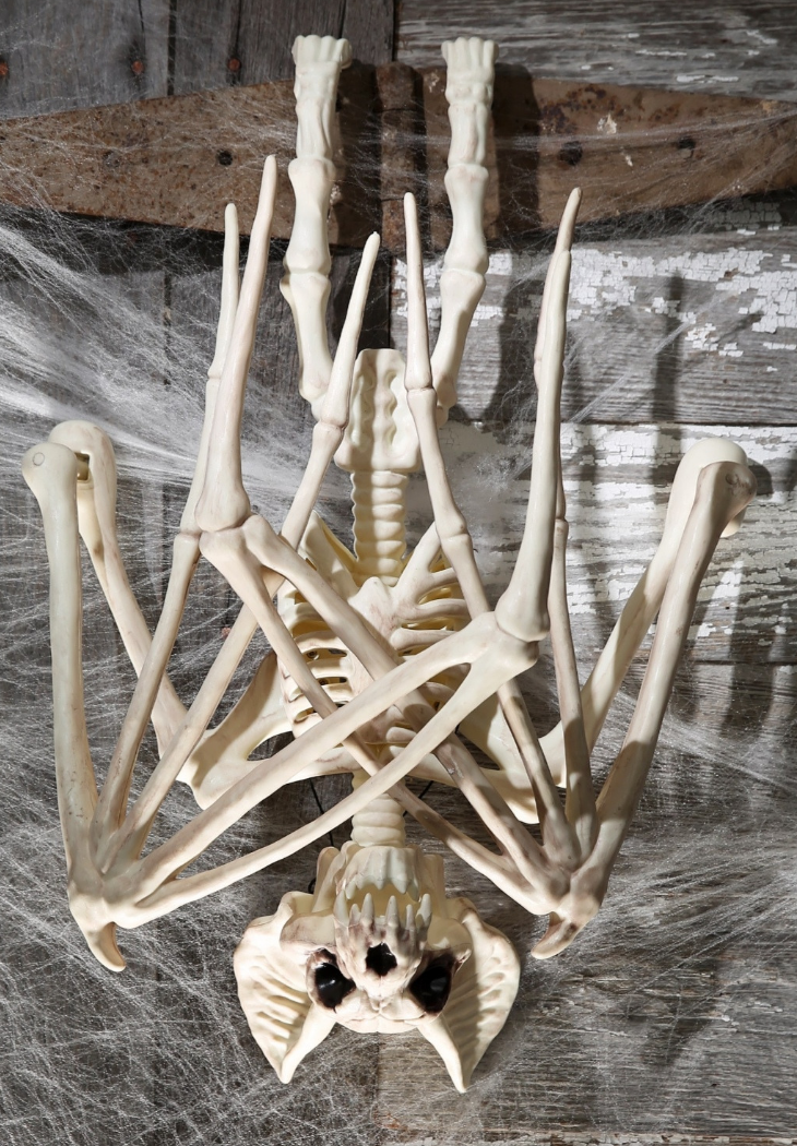 LARGE BAT SKELETON