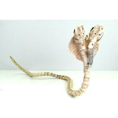 TWO HEADED COBRA SKELETON 41"
