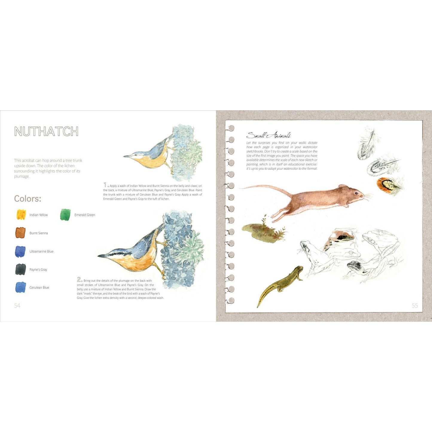 WATERCOLOR NATURE BY AMANDINE LABARRE